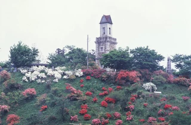Azalea at Nishikiyama Park