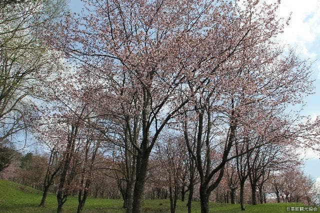 神楽岡公園の桜