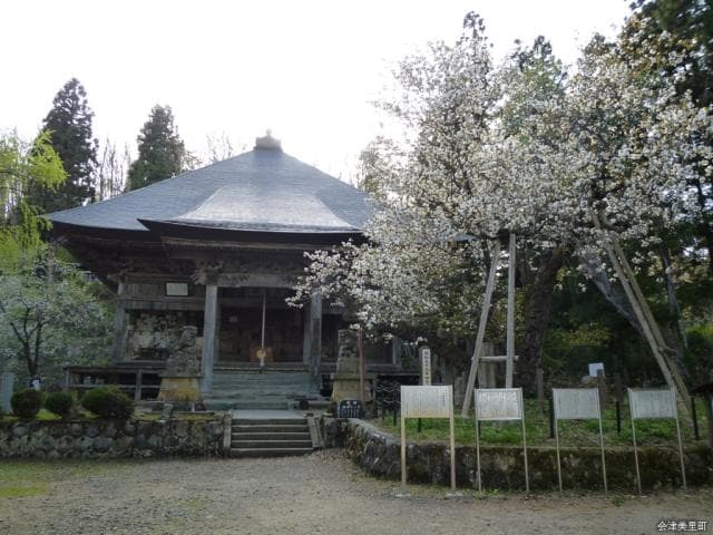 Tora no Oo Sakura 1