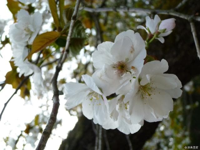 Toranoo Cherry Blossom 2