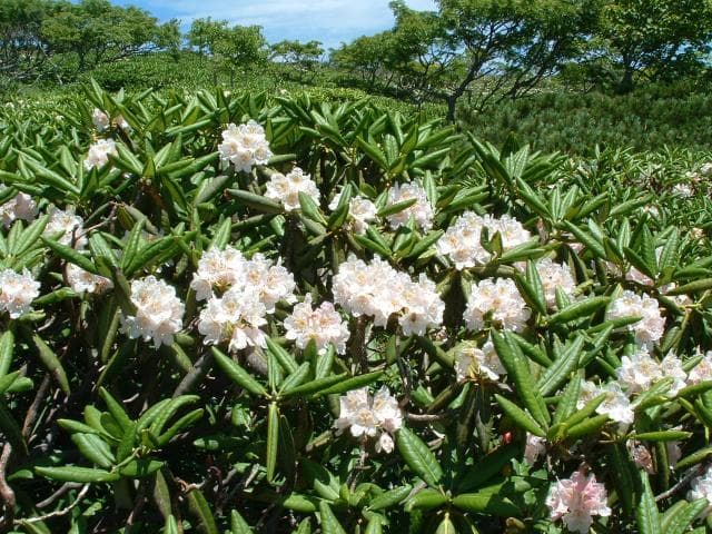 Rhododendron that blooms near the summit (July)