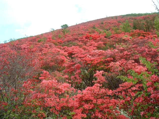 Azalea that blooms all over (June)