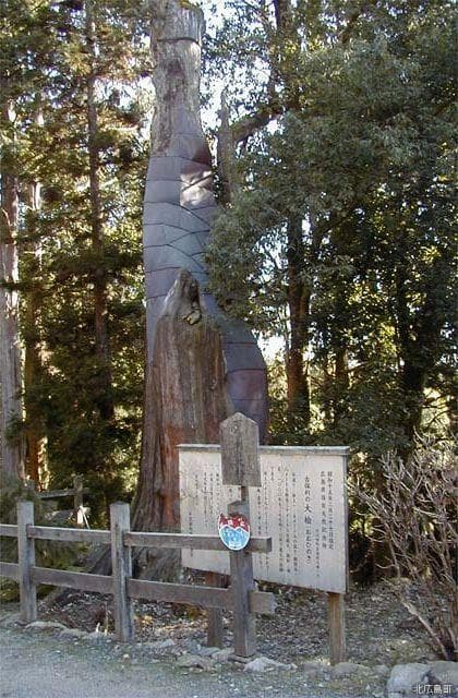 Kohori's large cypress