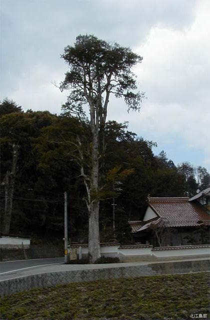 本地のクロガネモチ