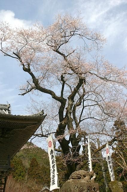 Kannan Biji Edo equinoctial cherry tree
