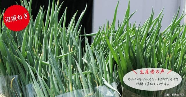 Numasu green onion