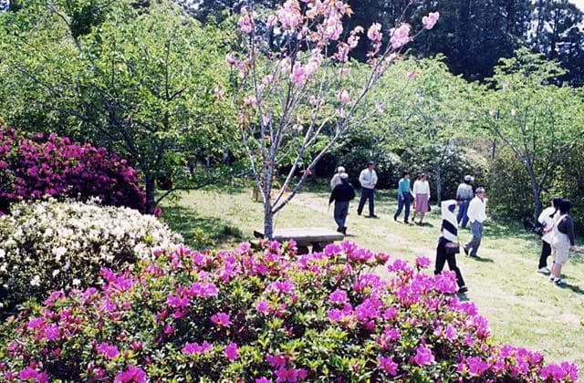 Azalea at Cape Kumoi