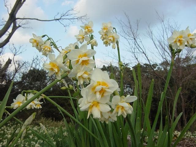 Narcissus in Yura-cho