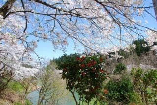 Shimojo River Dam Cherry Blossom