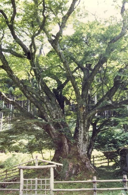 Zelkova of Saruhami