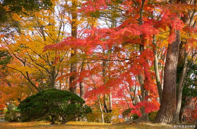 Autumn leaves of Jinya no Mori Park