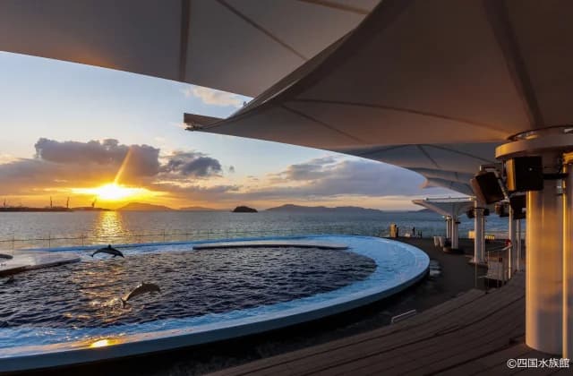 Sea pig pool