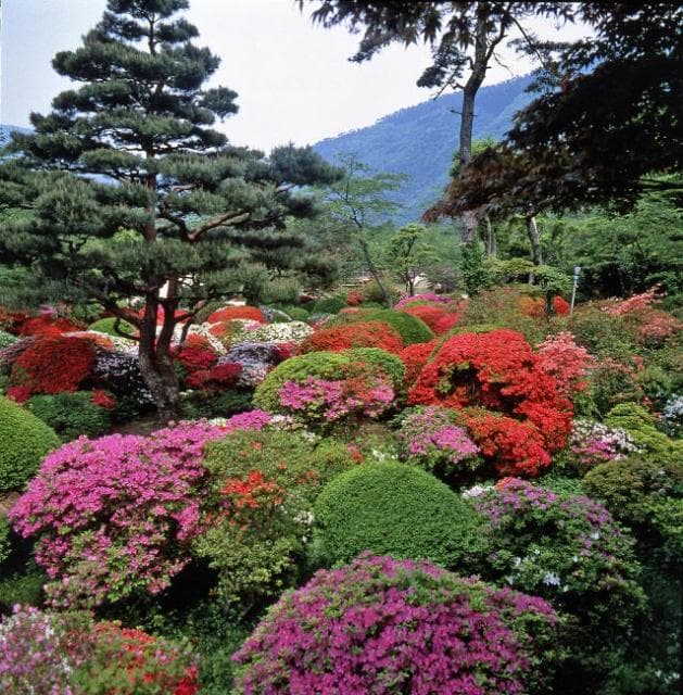 Azalea in Horai Garden