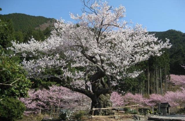 Shunyaji Temple Edhigan Cherry Blossom