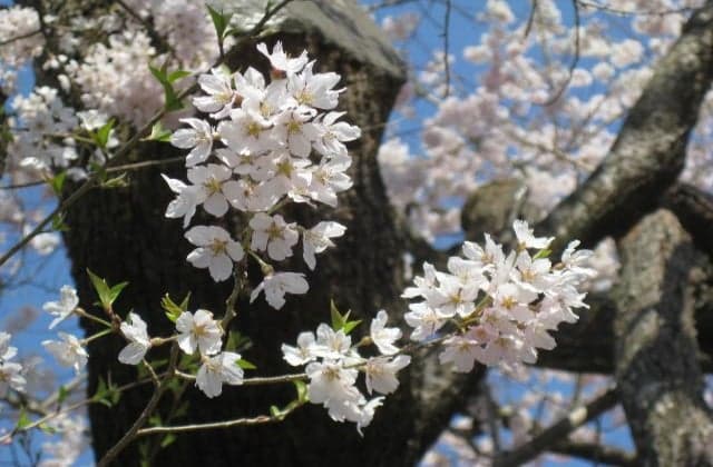 Shunyaji Temple Edhigan Cherry Blossom