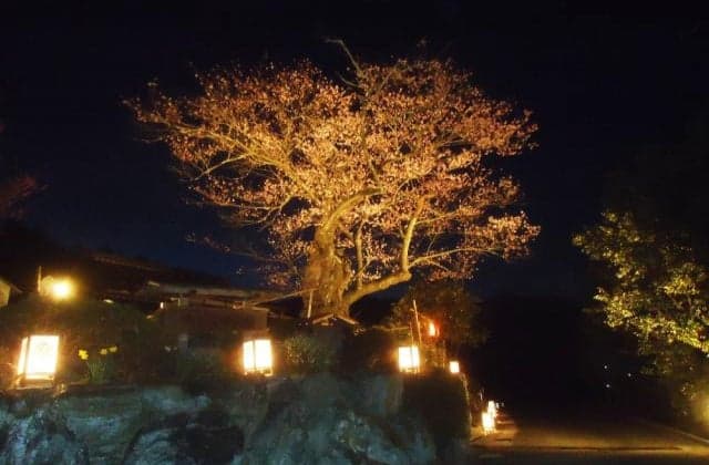 Shunyaji Temple Edhigan Cherry Blossom Light Up