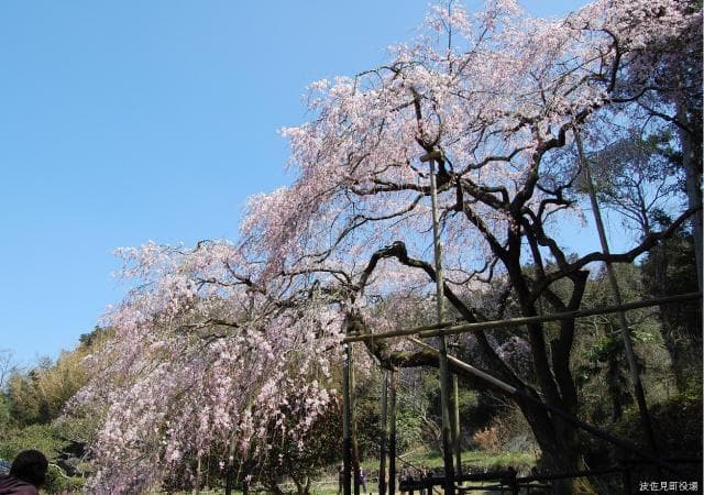 Weeping cherry blossoms in Tanokashirago