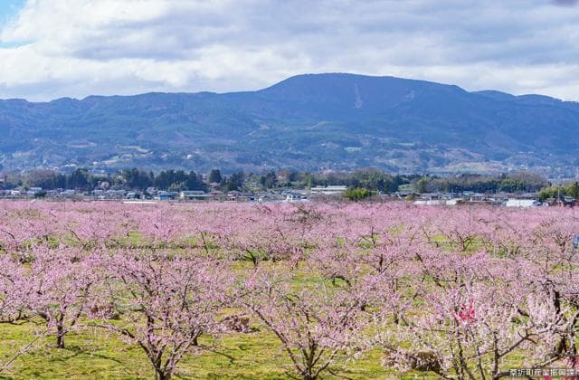 桑折桃源郷と半田山