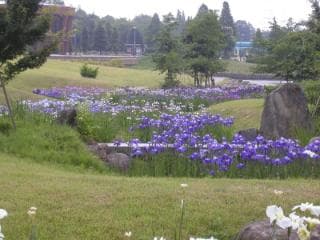 Flower shove