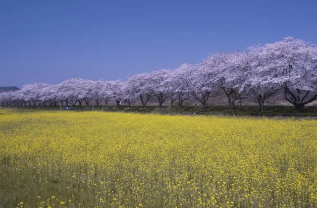 Sakurazutsumi