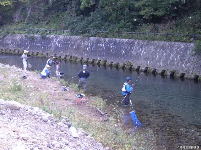 Ayu fishing on the Mase River