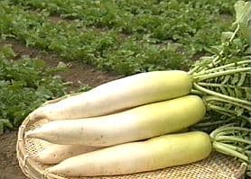 Summer radish