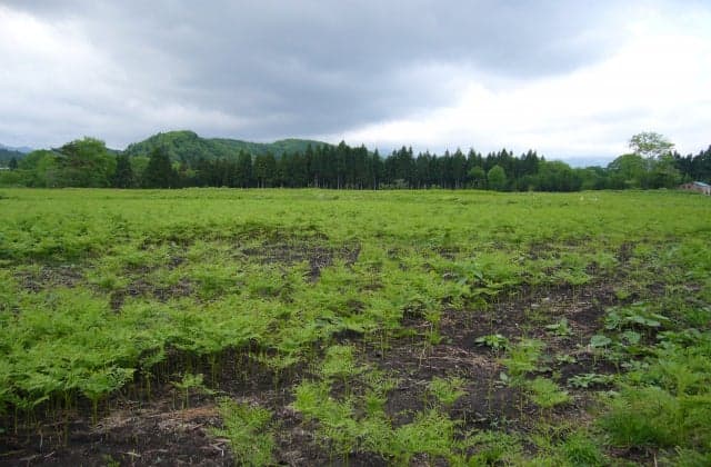 Tsukizawa Warabi Garden