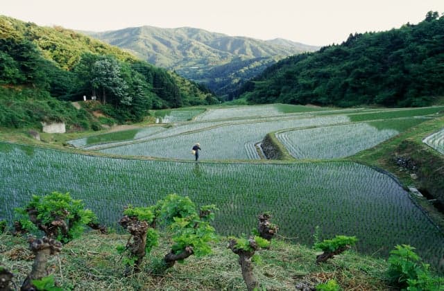 沢尻棚田