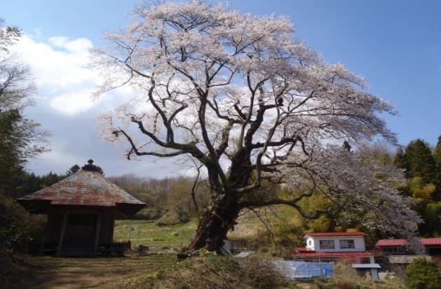 ウバヒガン桜