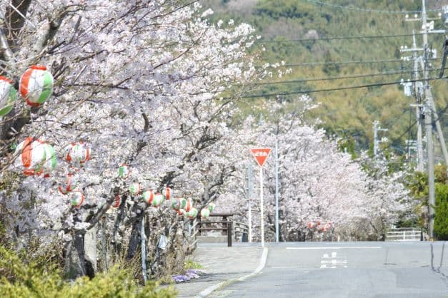 Row of cherry trees along the Kumakawa River