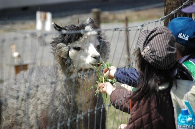 Alpaca feeding