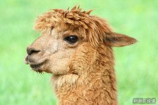 Alpaca