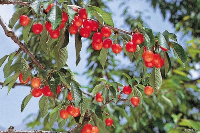 Sightseeing cherry garden