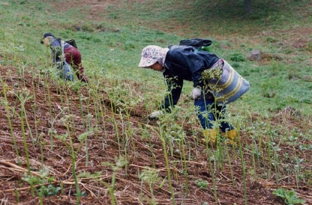 Sightseeing Warabien