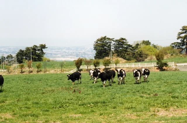 Kurobe Ranch Maiba no Kaze