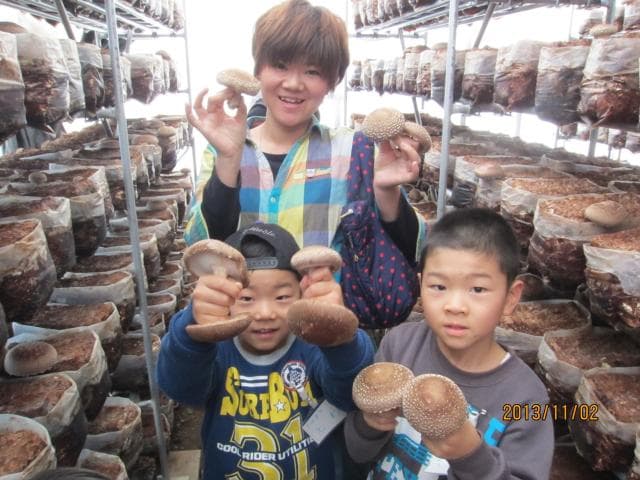 Shiitake mushroom harvest