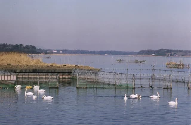 Ushiku Swamp