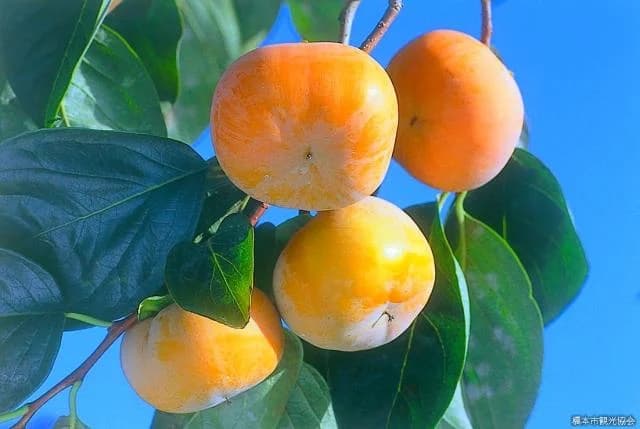 Persimmon
