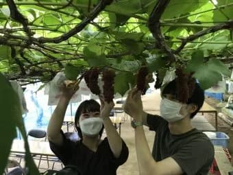 ぶどう狩り