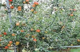 下瀬りんご村
