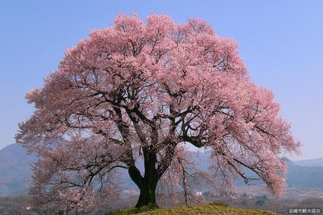 わに塚のサクラ