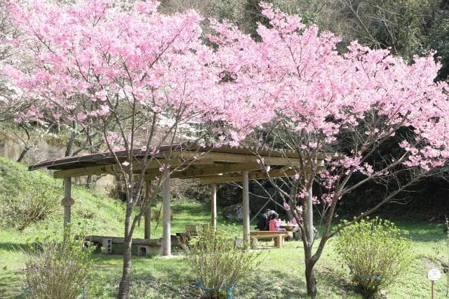 Amimi Sakura Park