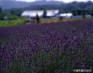香山ラベンダーの丘 ラベンダー