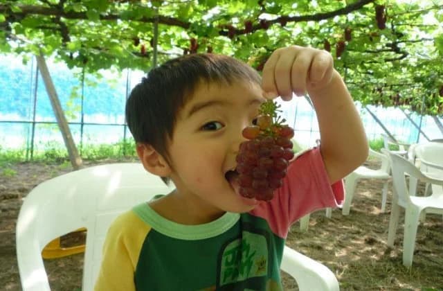 Grape hunting
