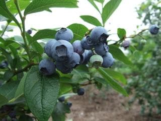 Blueberry