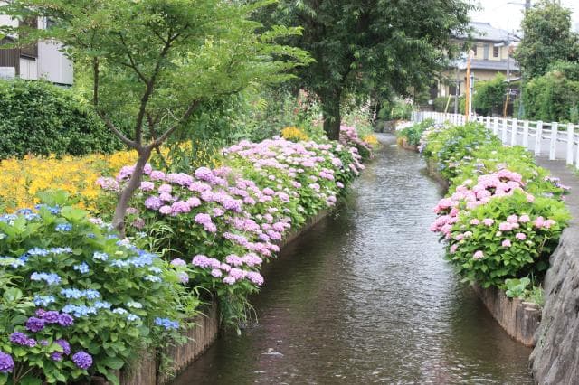 Daimaru Irrigation Water in Early Summer