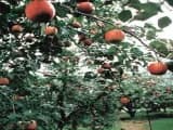 Tokusa apple orchard