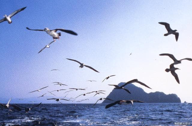 Kanmurijima and giant hornbird