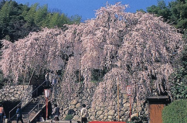 Weeping cherry tree of Yoshida