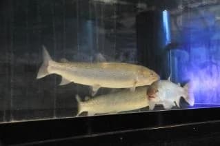 淡水魚館(3)